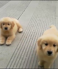 ��ֻСů��С��ë��������