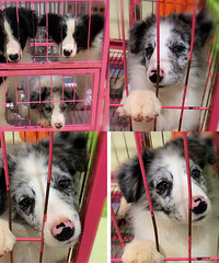 �����߾�����Ȯ�����������룬�ڰ�һ��һĸ