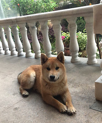 杭州家养柴犬