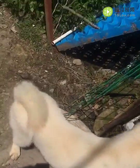 ����һĸ���۲���