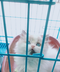 猫,仙女猫,布偶三公一母布偶,三公一母,