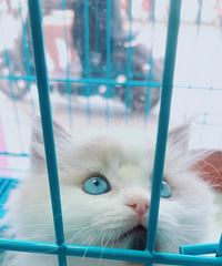 猫,仙女猫,布偶三公一母布偶,三公一母,