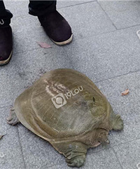 ��ɽ��ץ���Ž���صļ��㣿