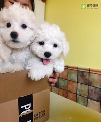 �Ҽұ������ĸ�Ʒ�ʱ��ܱ������ؼ�1000