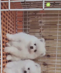 ������ɫ��������ĸ���У����������ϵ13