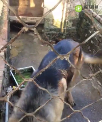 һ��ĸ��ι�����ˣ�����̫����