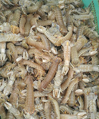 �������ú���