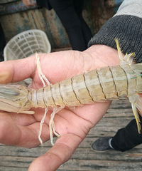 �������ú���