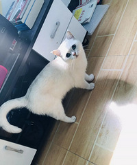 宁波26岁姑娘花900元买了只英国短毛猫做配种,收到后竟发现…