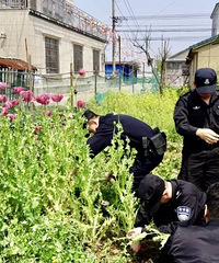 余姚一男子在家门口种了472株罂粟!警?#25945;?#37266;:种一株都违法!