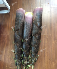这?#21019;?#30340;毛笋你吃过么?一?#36824;?#35745;可以吃一个礼拜