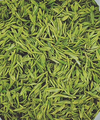安顶山云雾茶便宜卖了要不要