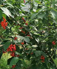 自家种的高山无公害樱桃熟了 [ej=1f