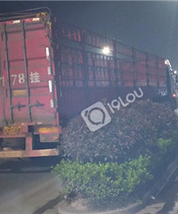 �ٰ����ڴ����Υͣ��Խ��Խ������