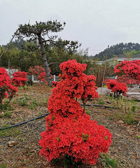 天目山杜鹃花开了
