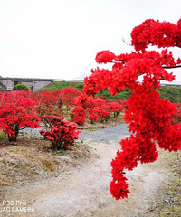 天目山杜鹃花开了