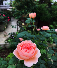 做个花仙