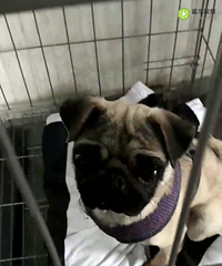 С����ĸ�͸�Ȯ