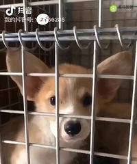 家养双血统母柯基生了小狗,出售几只!小短