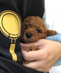 自家养纯种泰迪犬找靠谱好主人!妈妈是红棕色泰迪,爸爸是朋友家