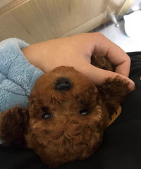 自家养纯种泰迪犬找靠谱好主人!妈妈是红棕色泰迪,爸爸是朋友家