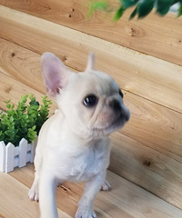 ˫Ѫͳ����ɫ����Сĸ���¼�