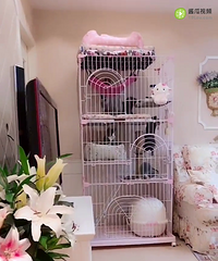 �����Ĵ���Ӣ������  ��è