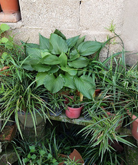 ����԰��������