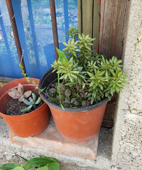 ����԰��������