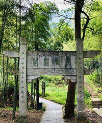 茶村一游£¬满眼都是绿£¬感觉肺都干净了不少£¡