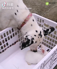 ��������һ�����鶼�н������������ʳ���������ˣ�