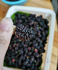 摘野果的时节到了£¡一年就等这几月了