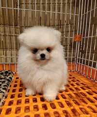 ������ɫ����