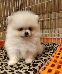 ������ɫ����