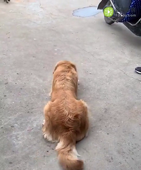 【寻狗启示】