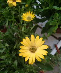 ��ʵ��Ҷ�������