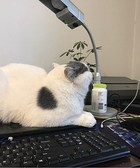 有償尋貓