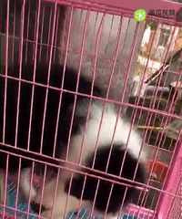 ����������һ�ı�����һ��һĸ