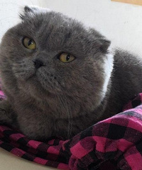 全款799英短折耳蓝猫幼崽出售