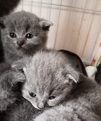 蓝猫幼崽出售,全款799