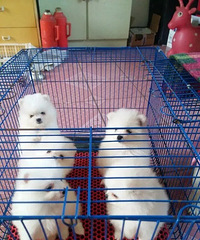 急!家养博美犬免费送人,怀孕了不能再养了