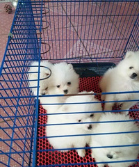 ������������Ȯ������ˣ������˲���������