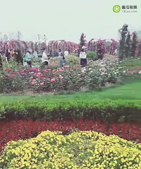 �³¡�õ�廨��