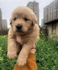 家养金毛公母都有