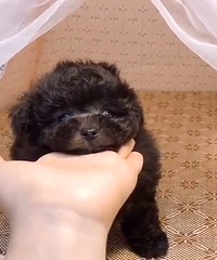 ����2���²豭���̩�ϵܵ�