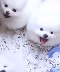 2���¾�Ʒ��ϵ����һ��