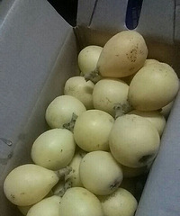 黄岩枇杷