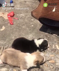 ����С�»�