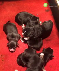 �����Թ�����