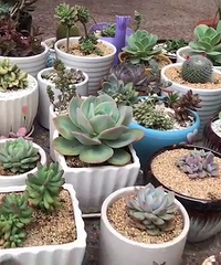 �����ҼҵĶ��ⳤ����